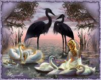 swans e Herons.jpg